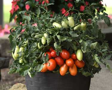 Bellatrix Hybrid Tomato Seeds